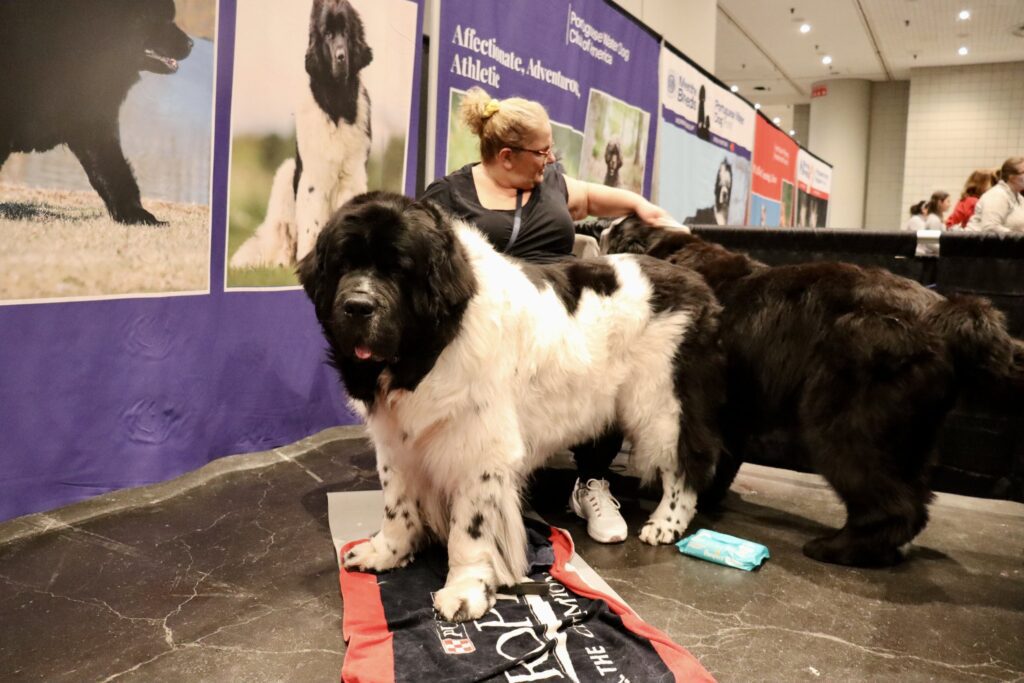 Meet the Breeds Highlights Hundreds of Dogs in NYC