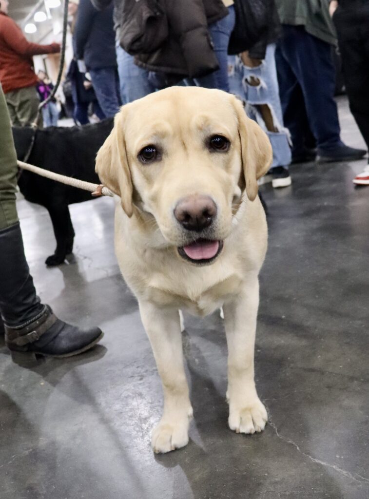 Guide Dogs for the Blind Trains Pups at Airport