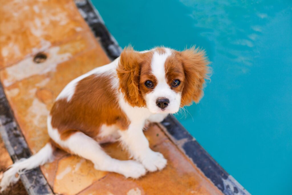 Cavalier King Charles Spaniel Dog Breed Information