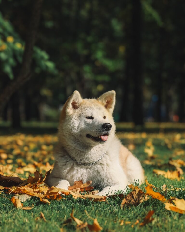 Akita Dog Breed Profile: Loyal Guardians