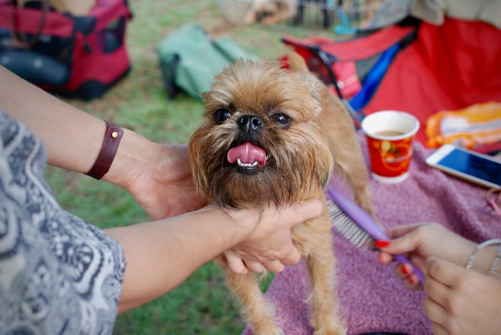 Brussels Griffon Dog Breed Information