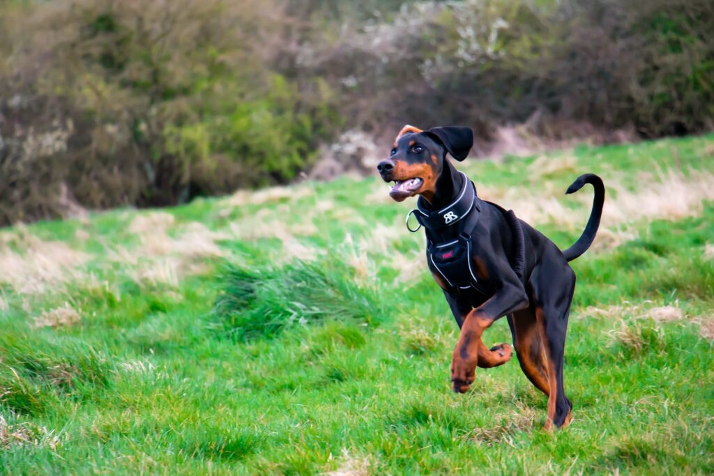 Doberman Pinscher Dog Breed Information