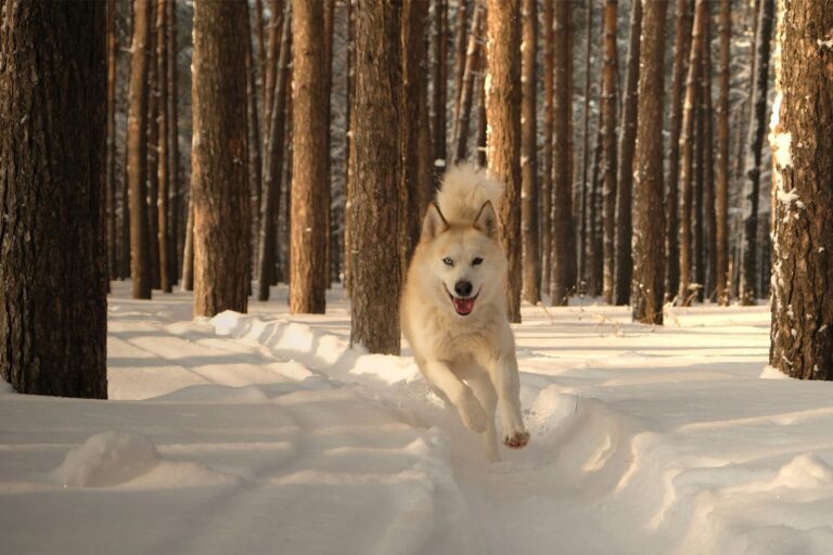 15 Best Dog Breeds for Cold Weather