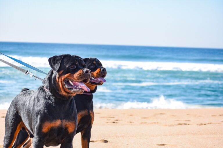 Rottweiler Dog Breed Information