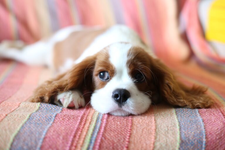 15 Best Dog Breeds for Apartments