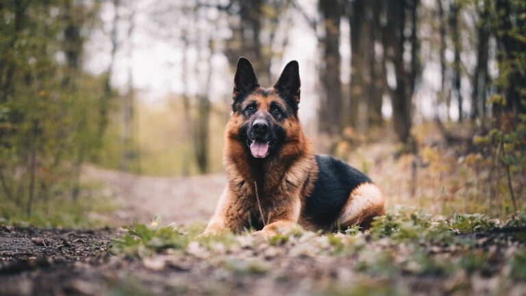 German Shepherd Dog Breed Information
