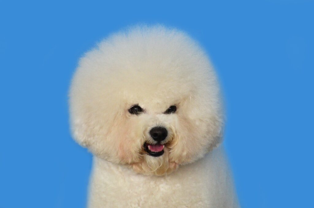 Bichon Frise Dog Breed Information