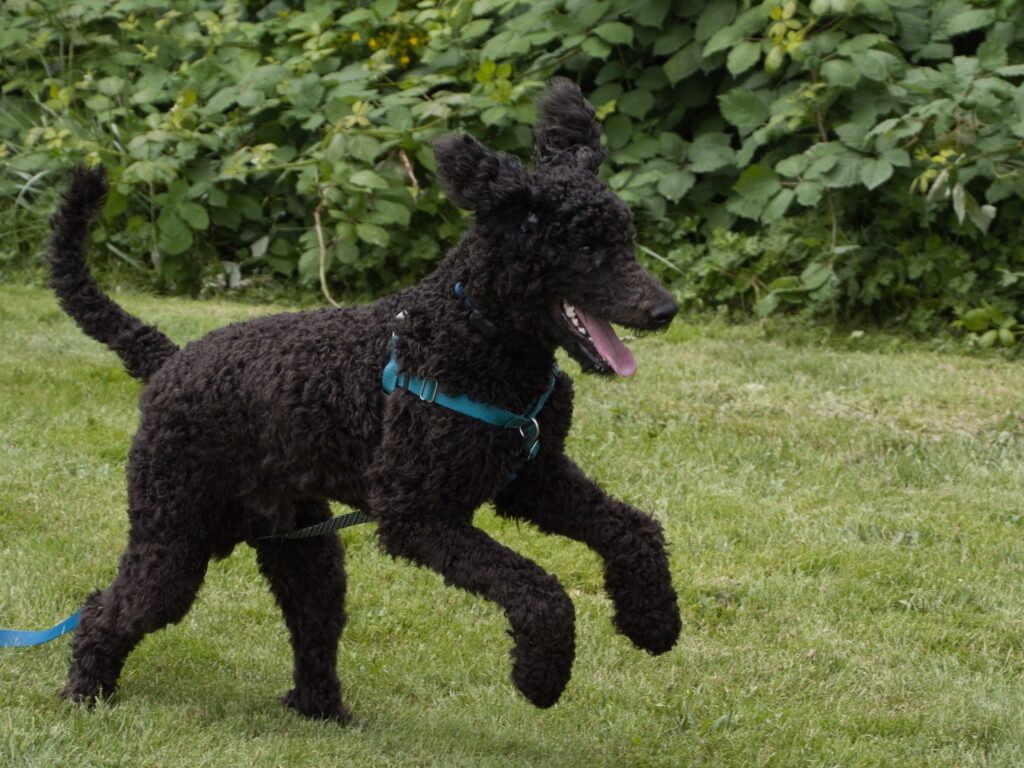 Standard Poodle Dog Breed Information