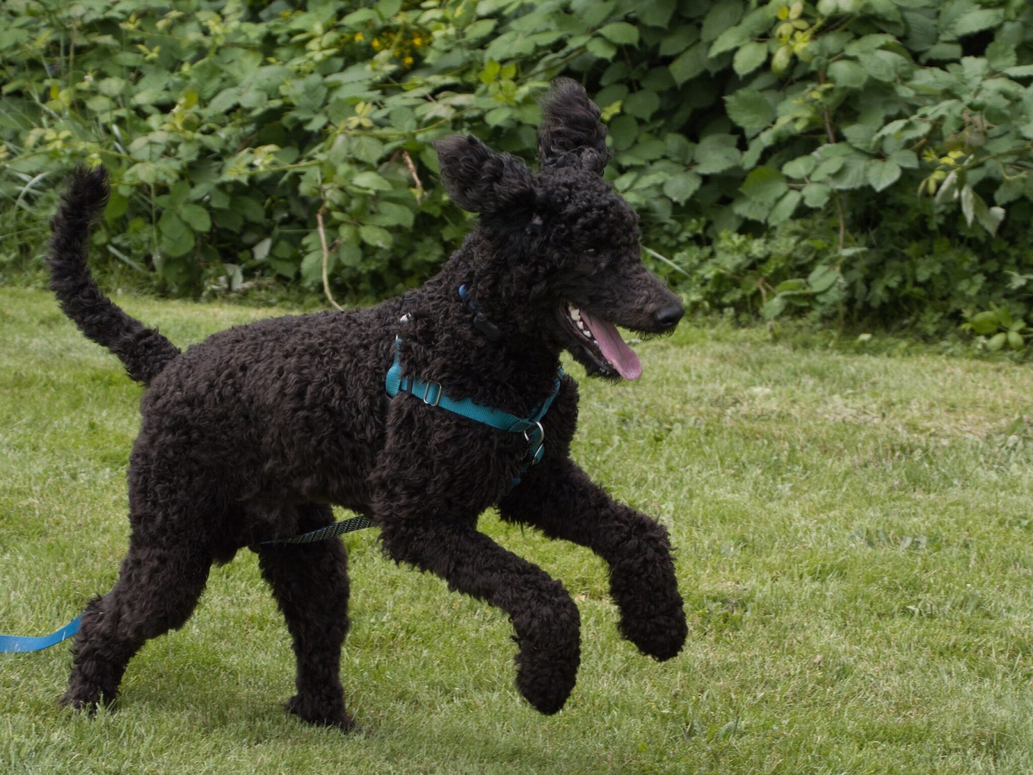 Standard Poodle Dog Breed Information