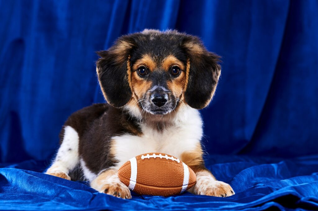 Puppy Bowl Highlights: All the Cuteness