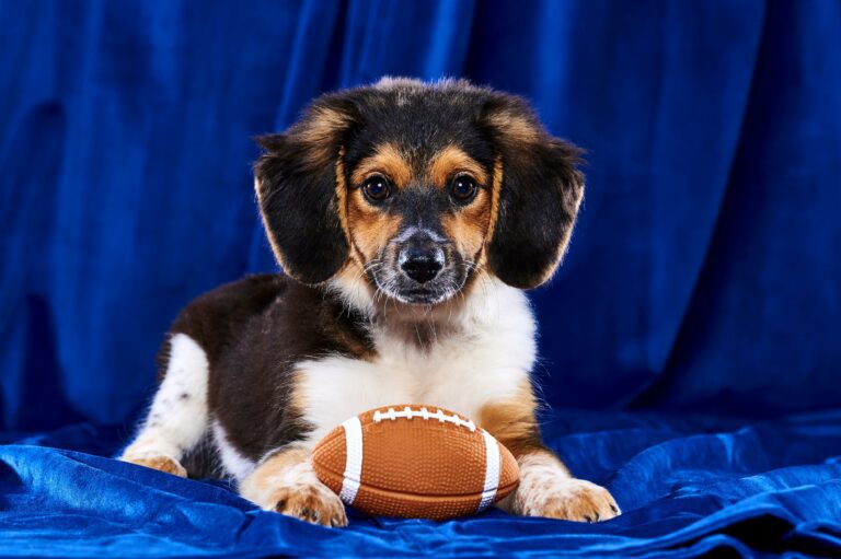 Puppy Bowl Highlights: All the Cuteness