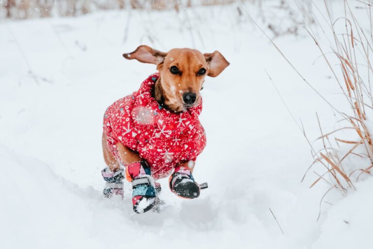 Winter Dog Care Tips to Keep Your Pup Healthy