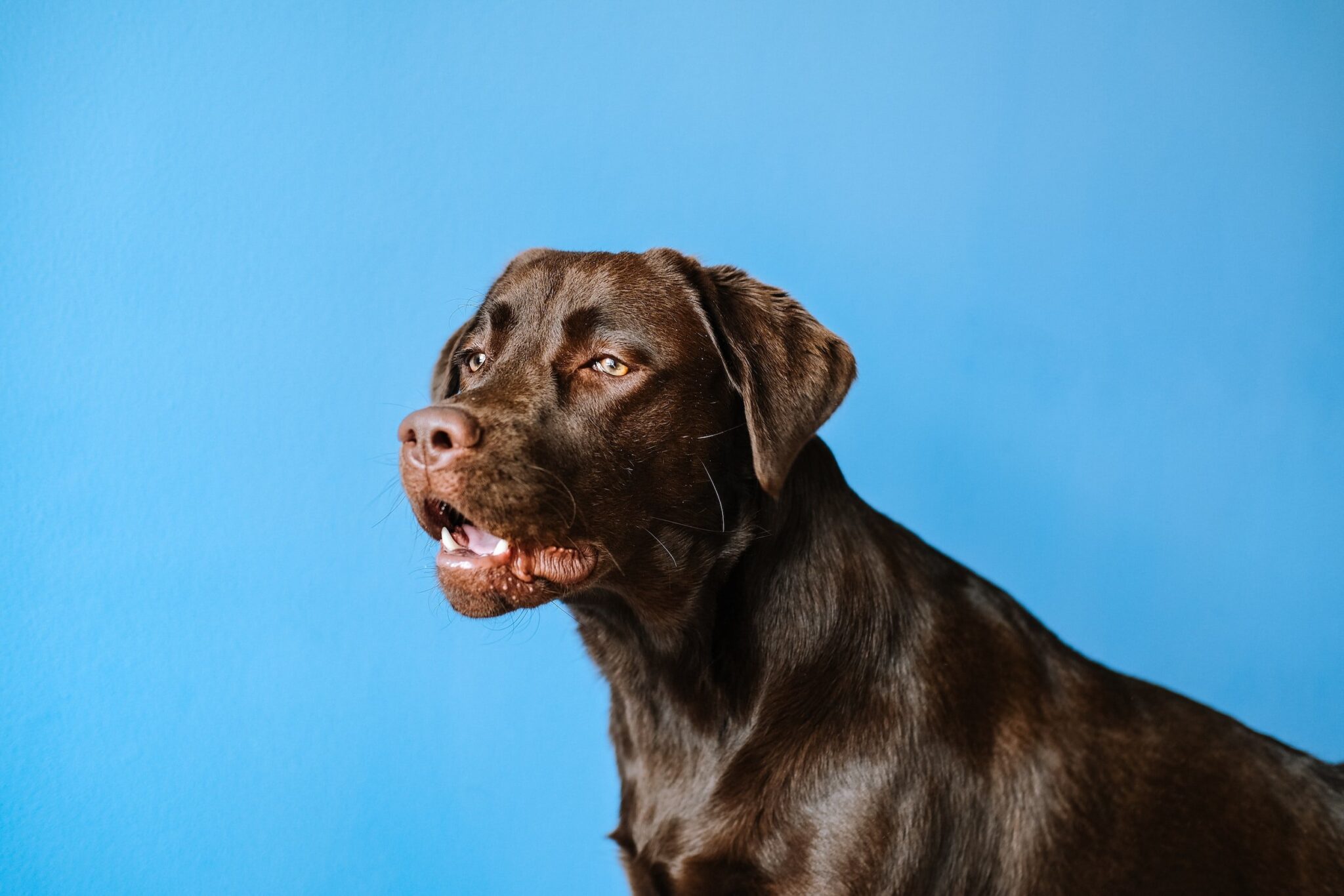 Labrador Retriever Dog Breed Information