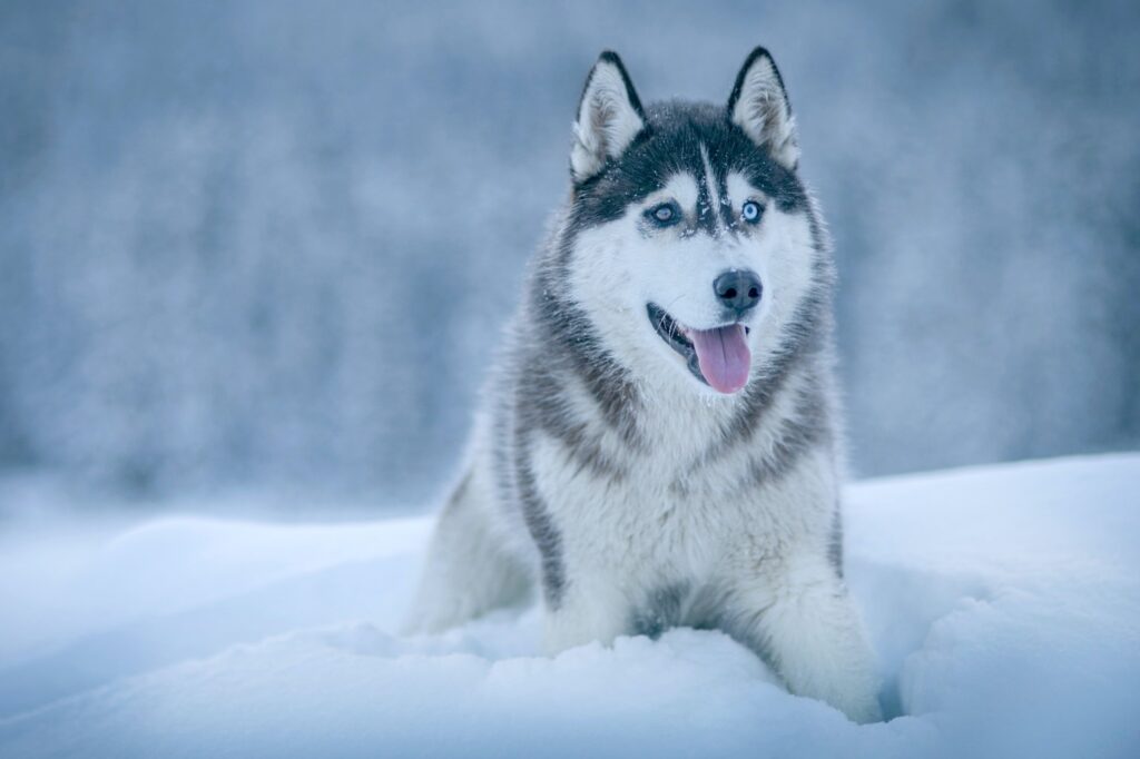 Siberian Husky Dog Breed Information