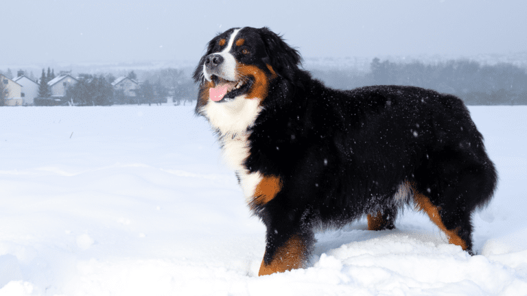 Bernese Mountain Dog Breed Information