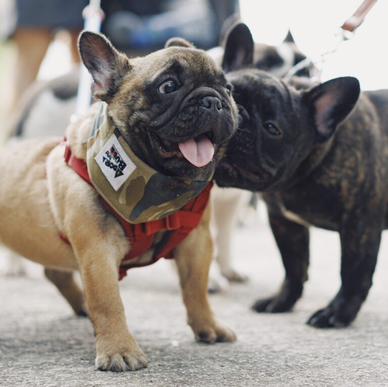 French Bulldog Breed Information