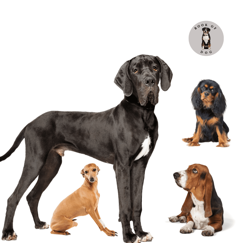 Top 20 Least Aggressive Dog Breeds