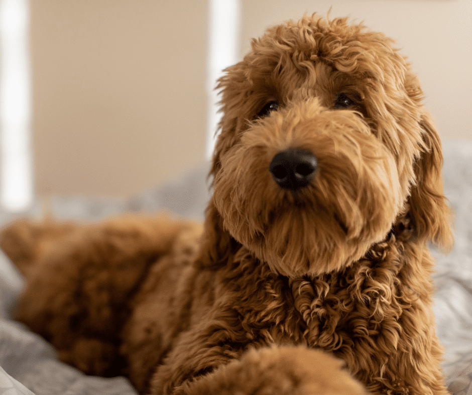 20 Kinds of Doodle Dogs and Poodle Mixes
