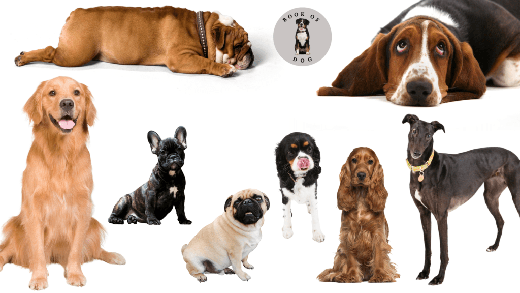 15 Top Calm Dog Breeds Medium Sized Dogs