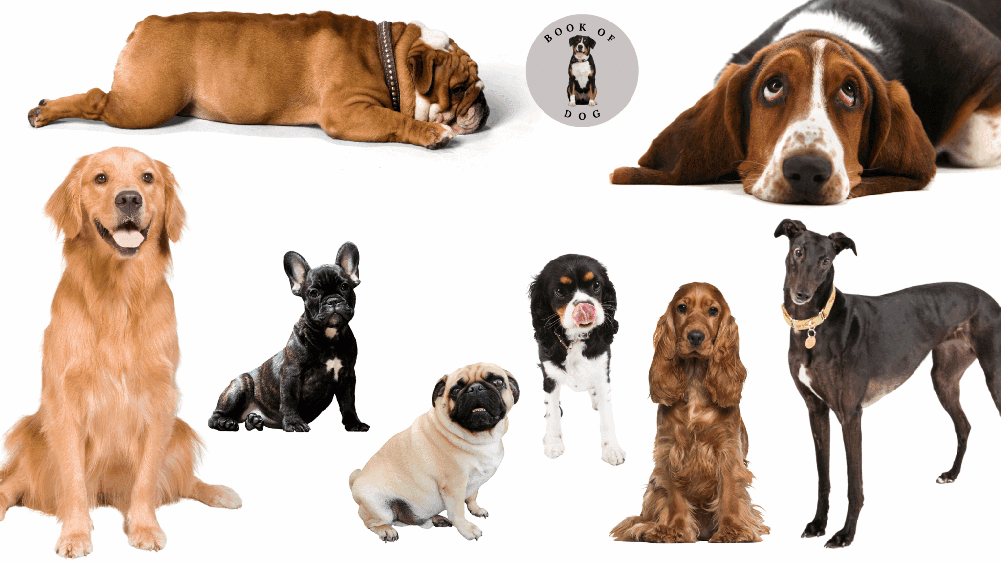 15 Top Calm Dog Breeds Medium Sized Dogs