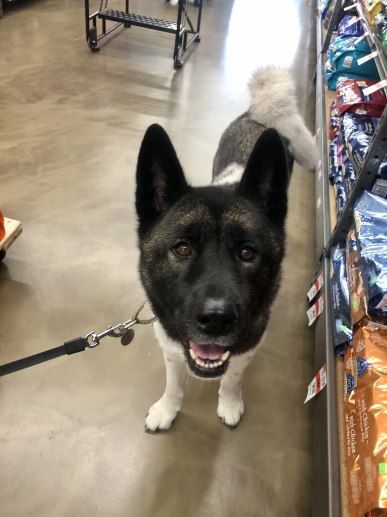 dog breeds akita dog smiling