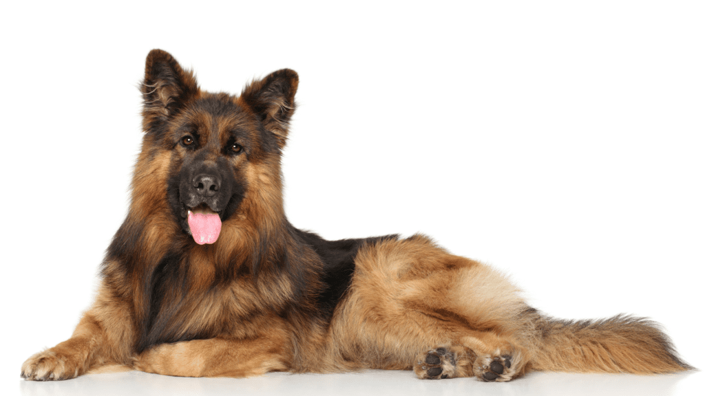 King Shepherd Dog Breed Information