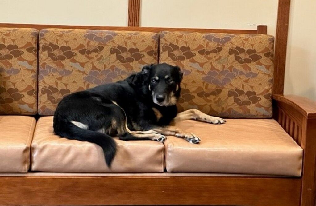 Dog Lives in a Nursing Home After Escaping Shelter 