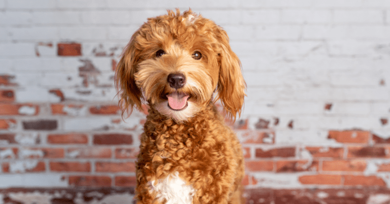 20 Best Dog Breeds for City Living