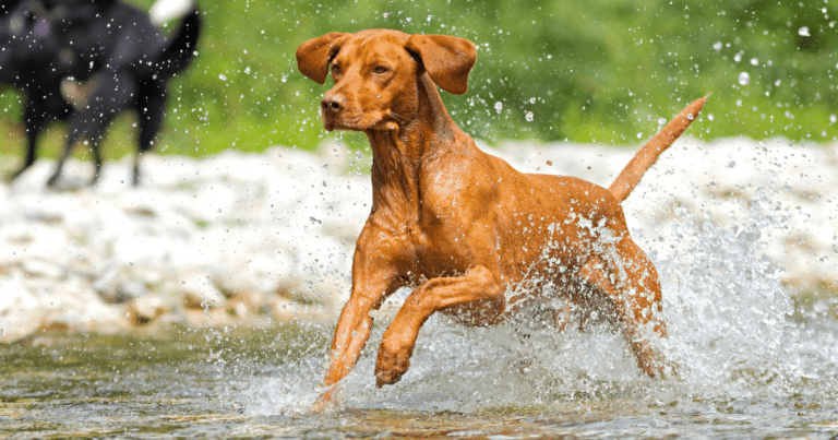 25 Best Dog Breeds for Hiking: Top Picks for Trail Partners