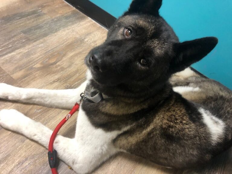 Spot Insurance Review Based on My Experience with My Dog