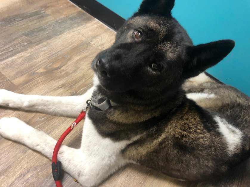 Spot Insurance Review Based on My Experience with My Dog