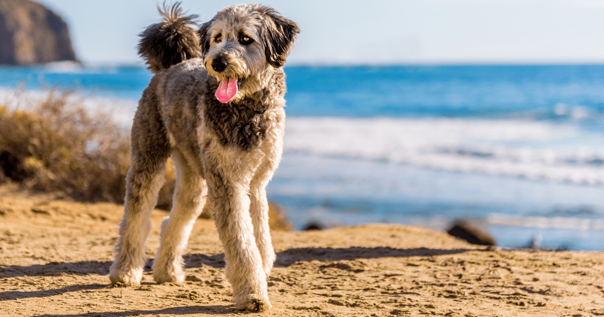 Aussiedoodle Dog Breed Information
