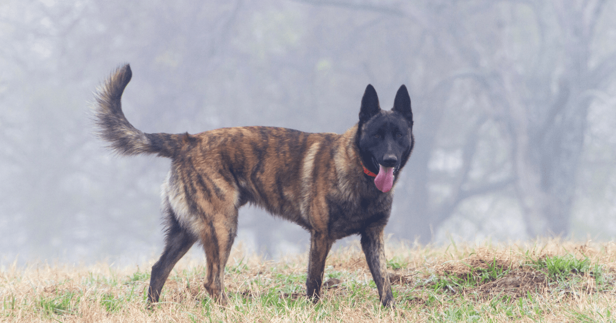 10 Best Guard Dogs for Apartments