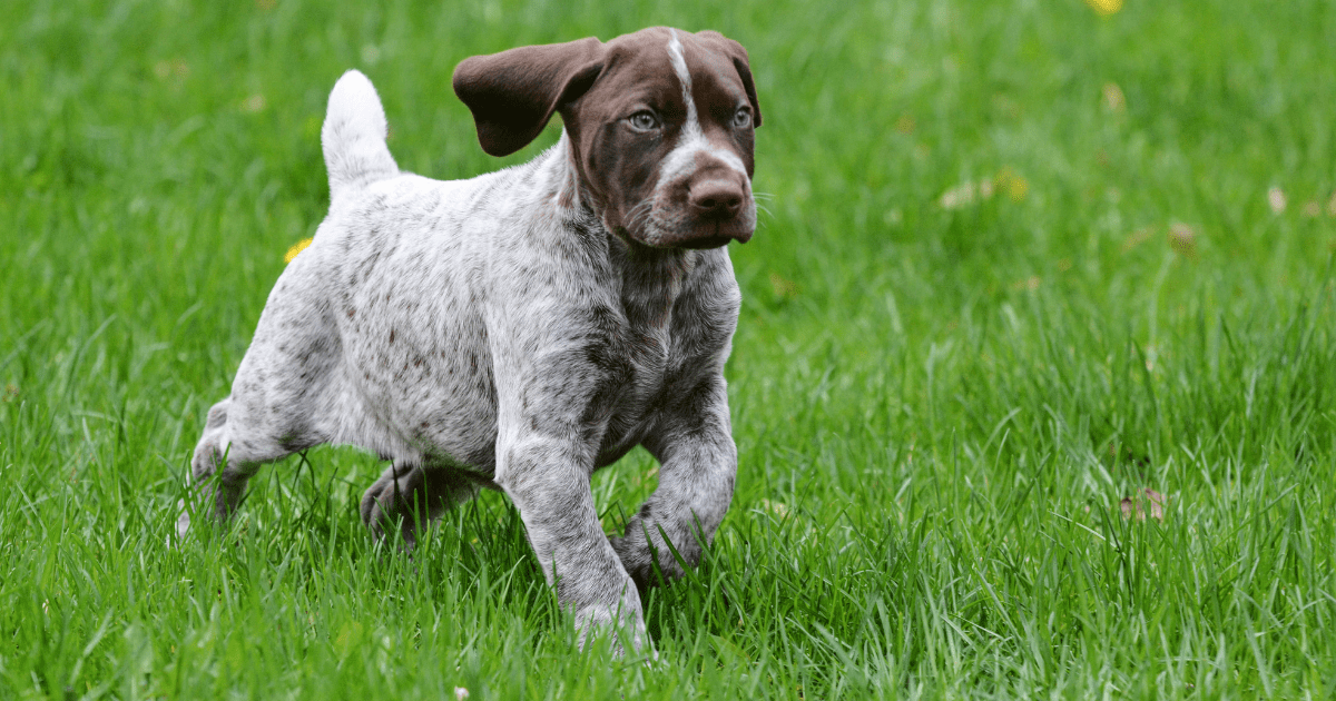 German Short-haired Pointer Dog Breed Profile