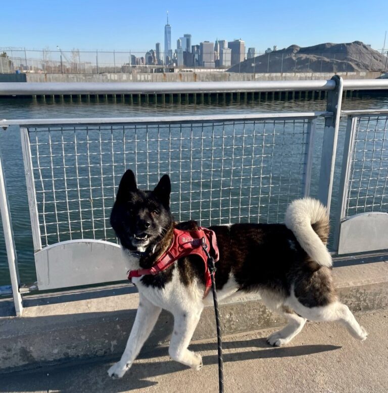 Having a Dog in NYC: Tips from A Local