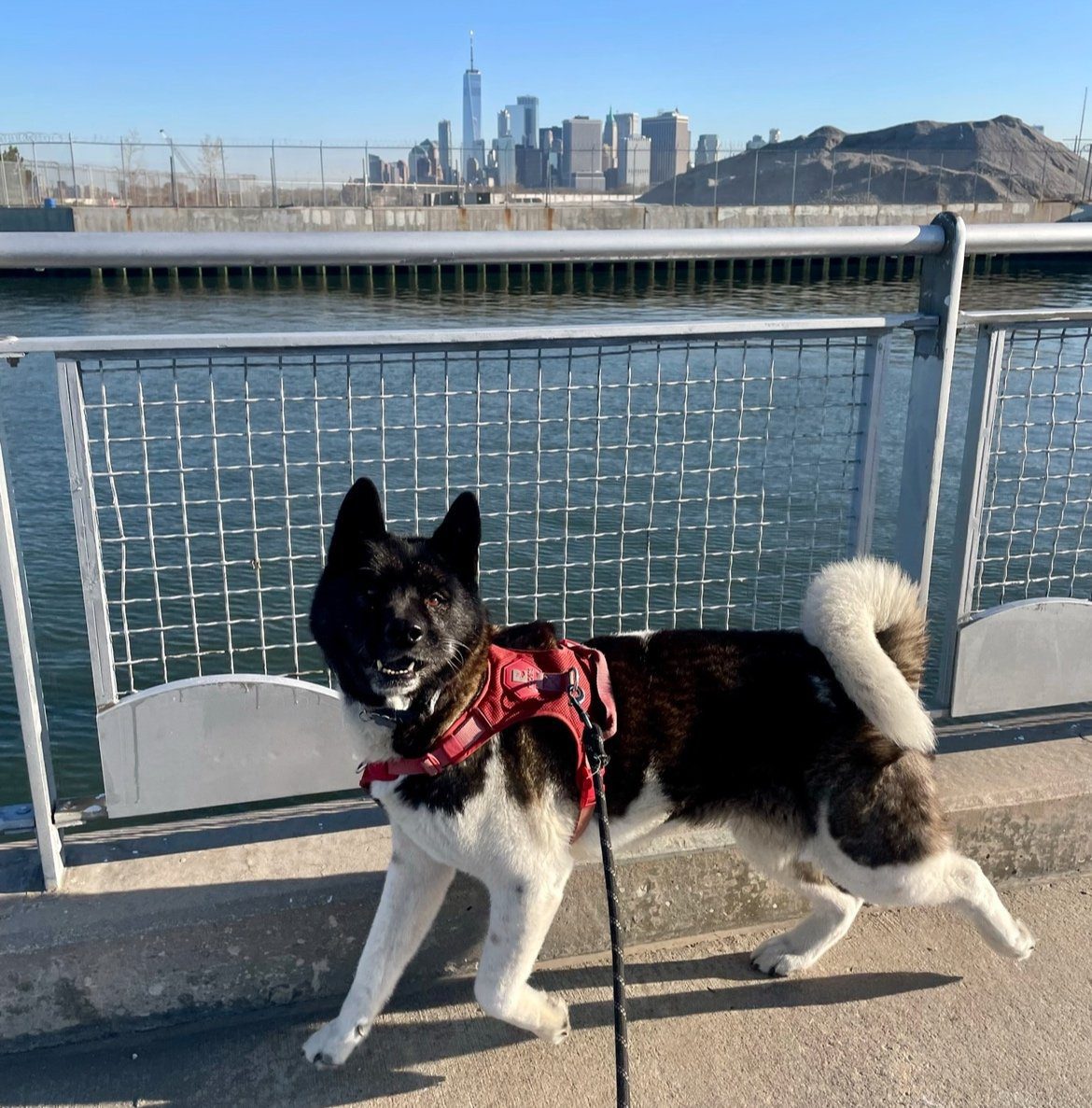 Having a Dog in NYC: Tips from A Local