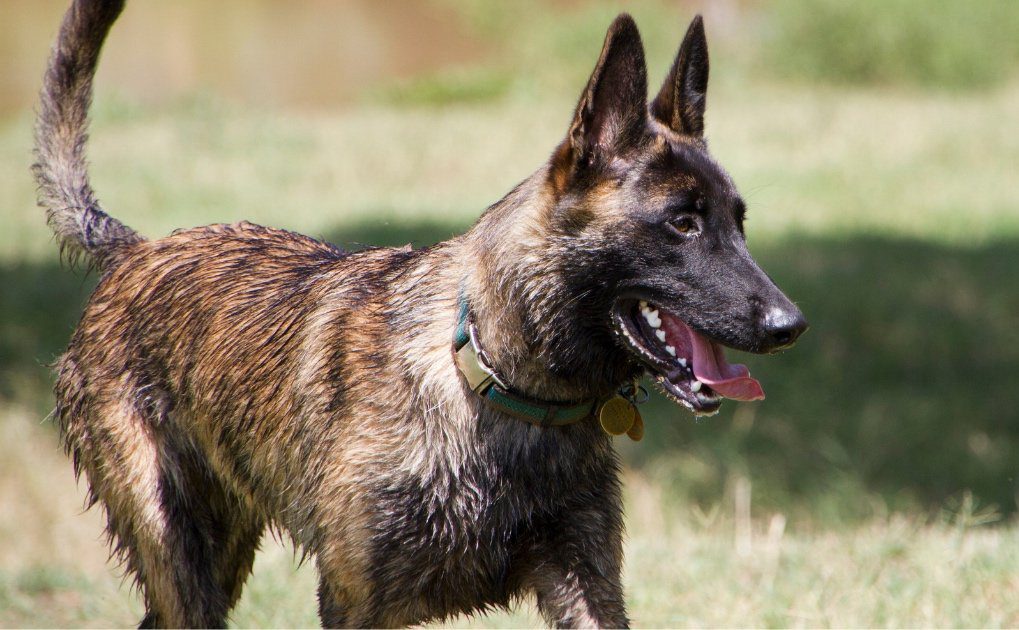 Dutch Shepherd Dog Profile: The Tireless Worker