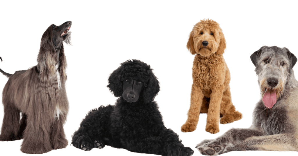 15 Big Dogs That Don’t Shed – Breeds with Minimal Shedding