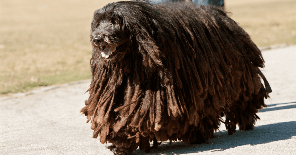 big-dogs-that-don't-shed