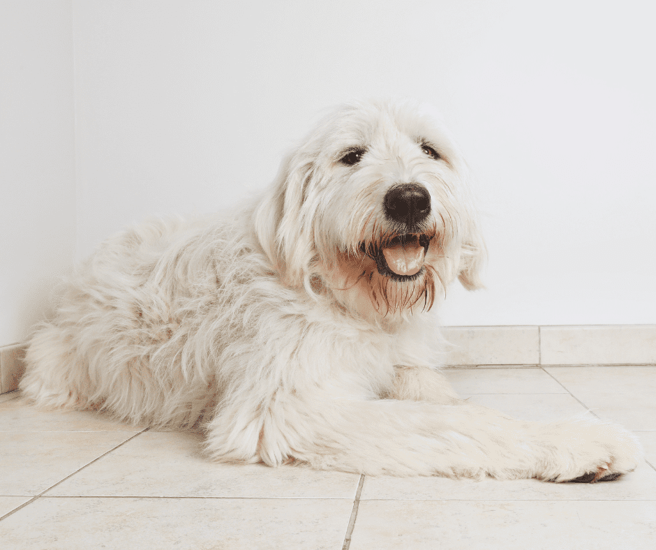 kinds-of-doodle-dogs