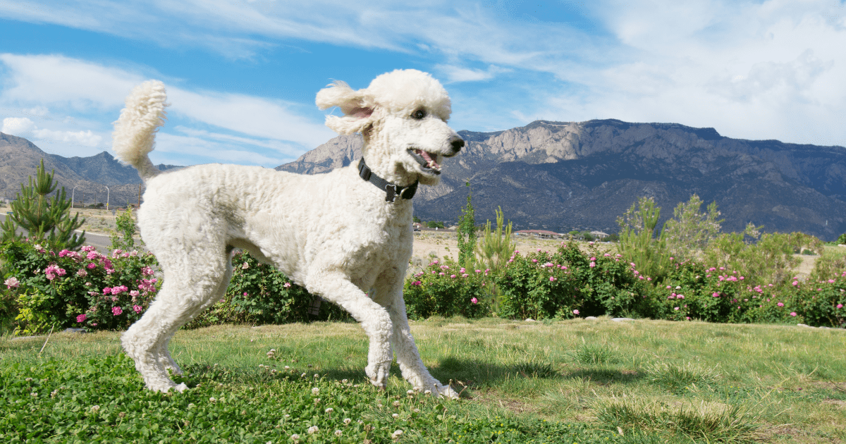 best-dog-breeds-for-hiking
