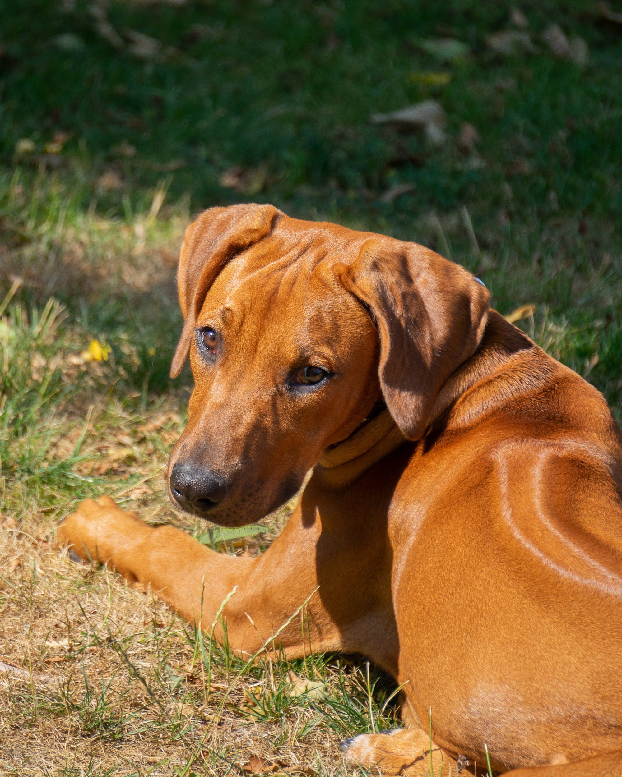 Rhodesian-ridgeback-dog