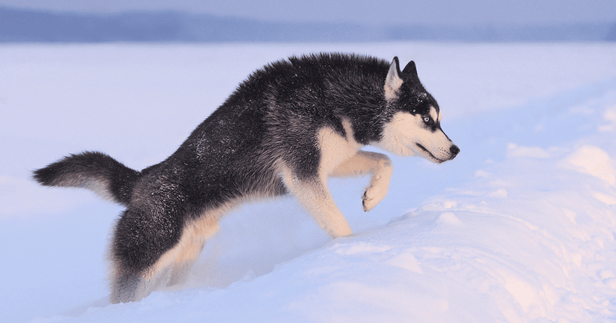 best-dog-breeds-for-hiking
