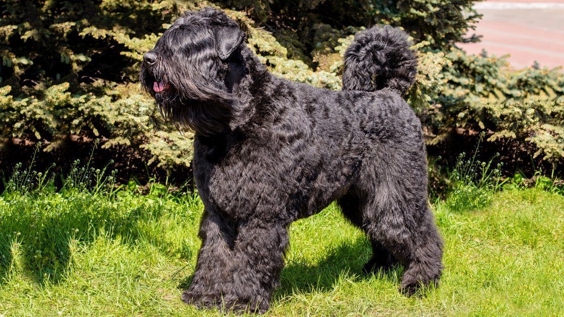 big-dogs-that-don't-shed