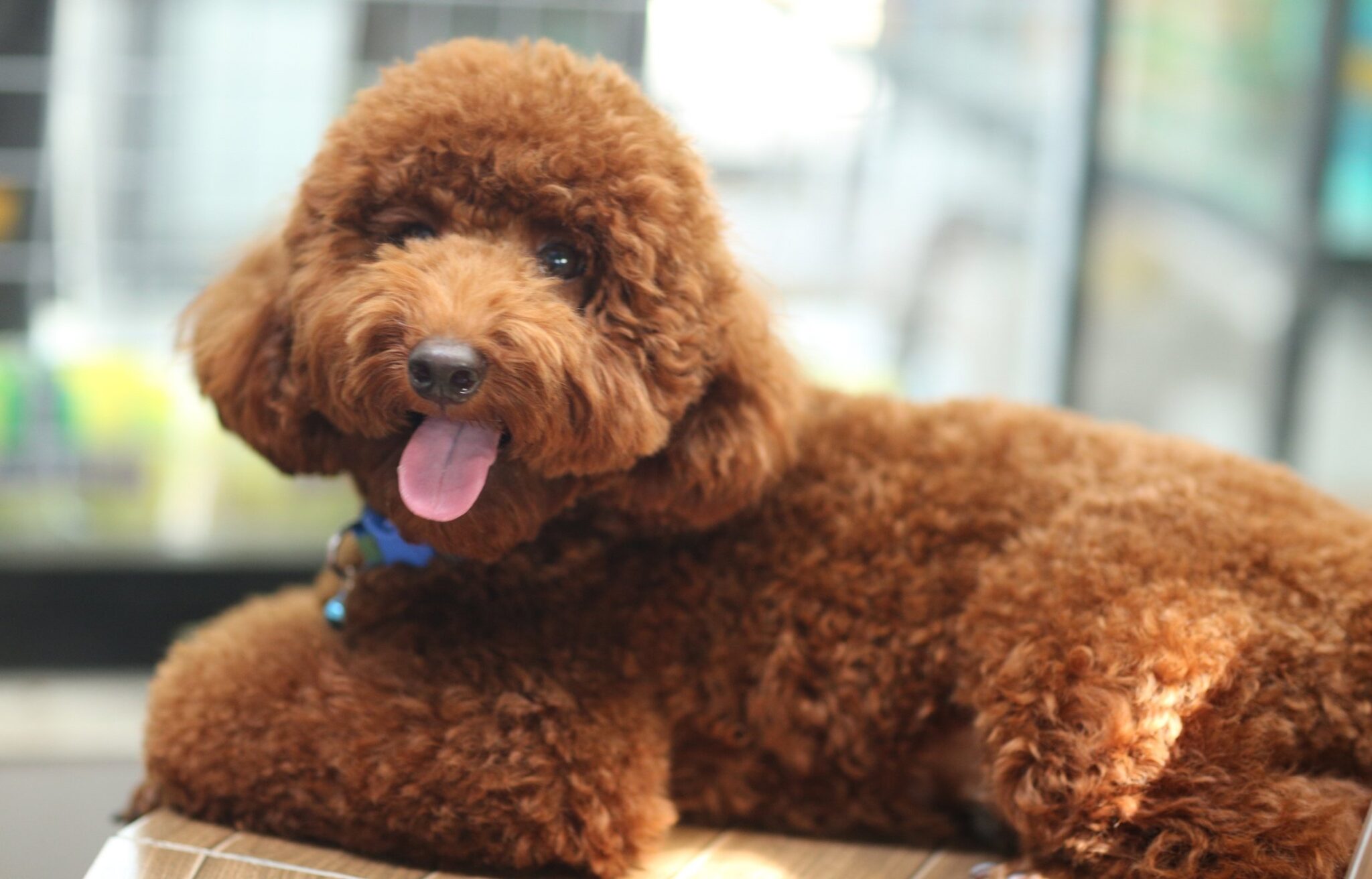 calm-dog-breeds-medium-sized