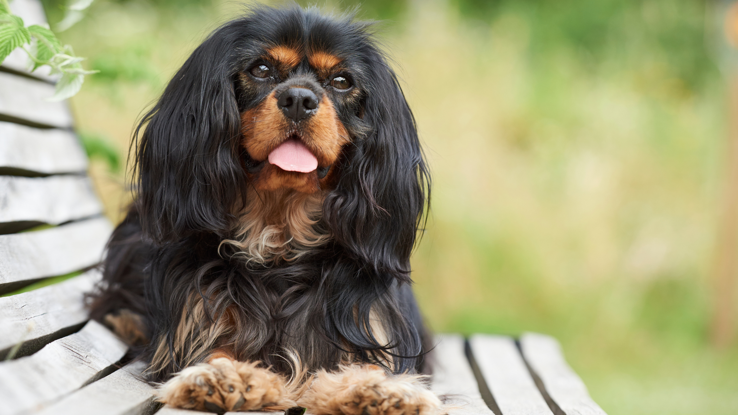 calm-dog-breeds-medium-sized