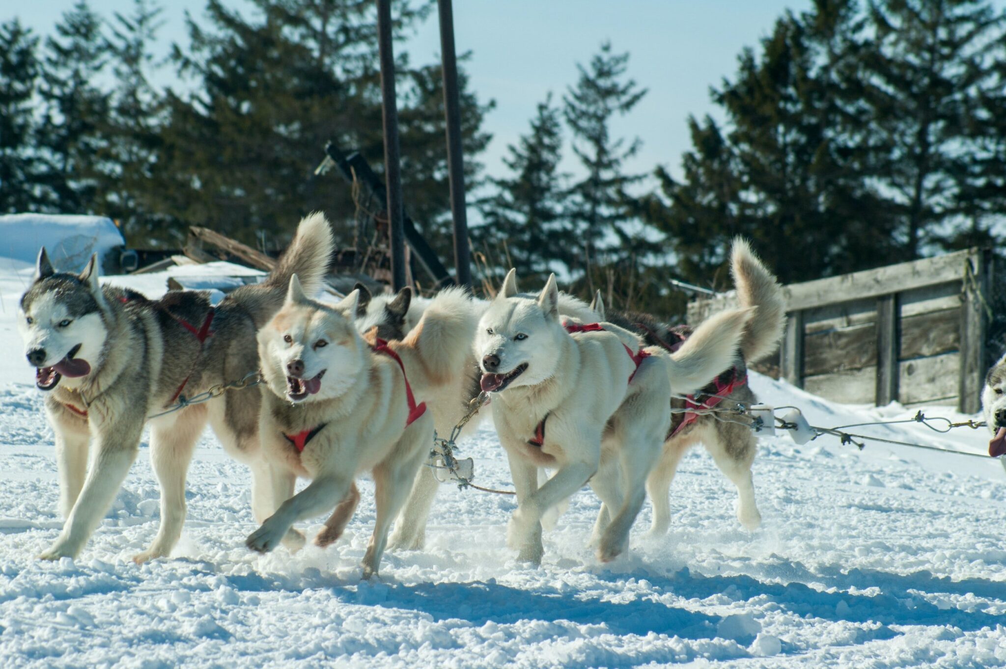 10 Different Types of Working Dogs and the Jobs They Do - Book of Dog