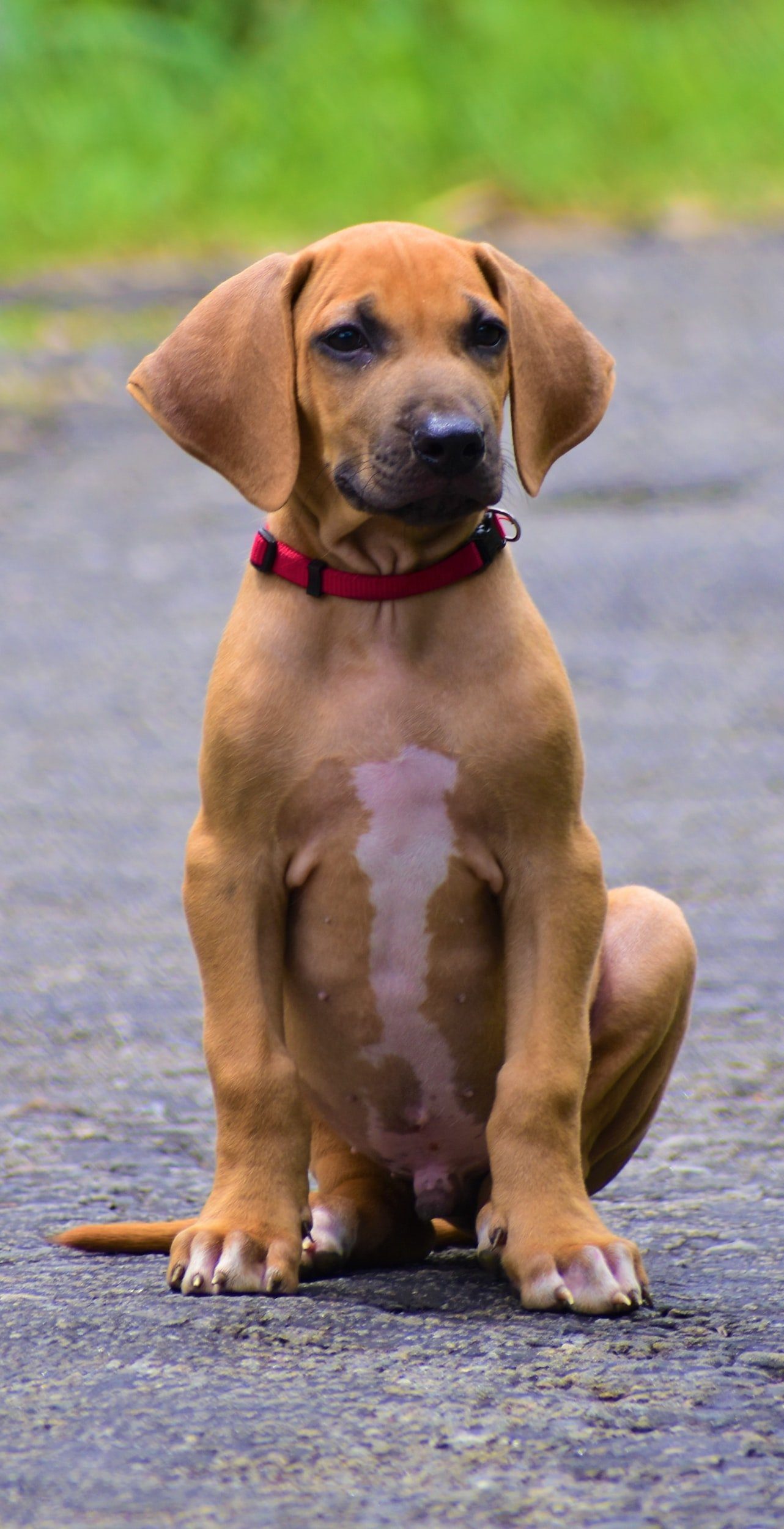 Rhodesian-ridgeback-dog