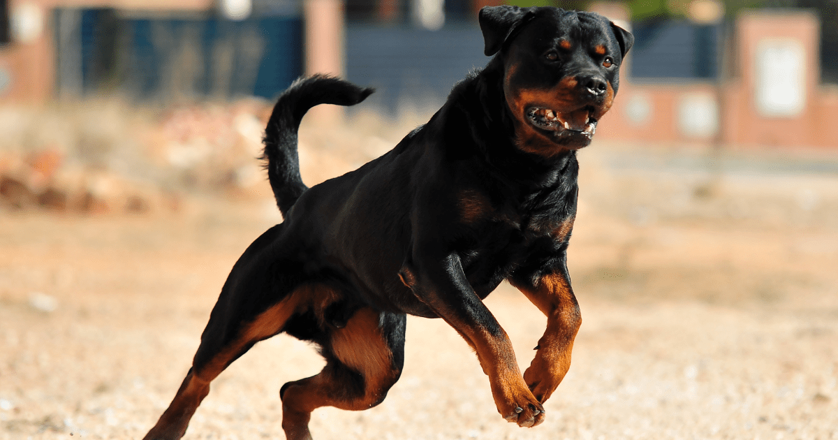 best-guard-dogs-for-apartments