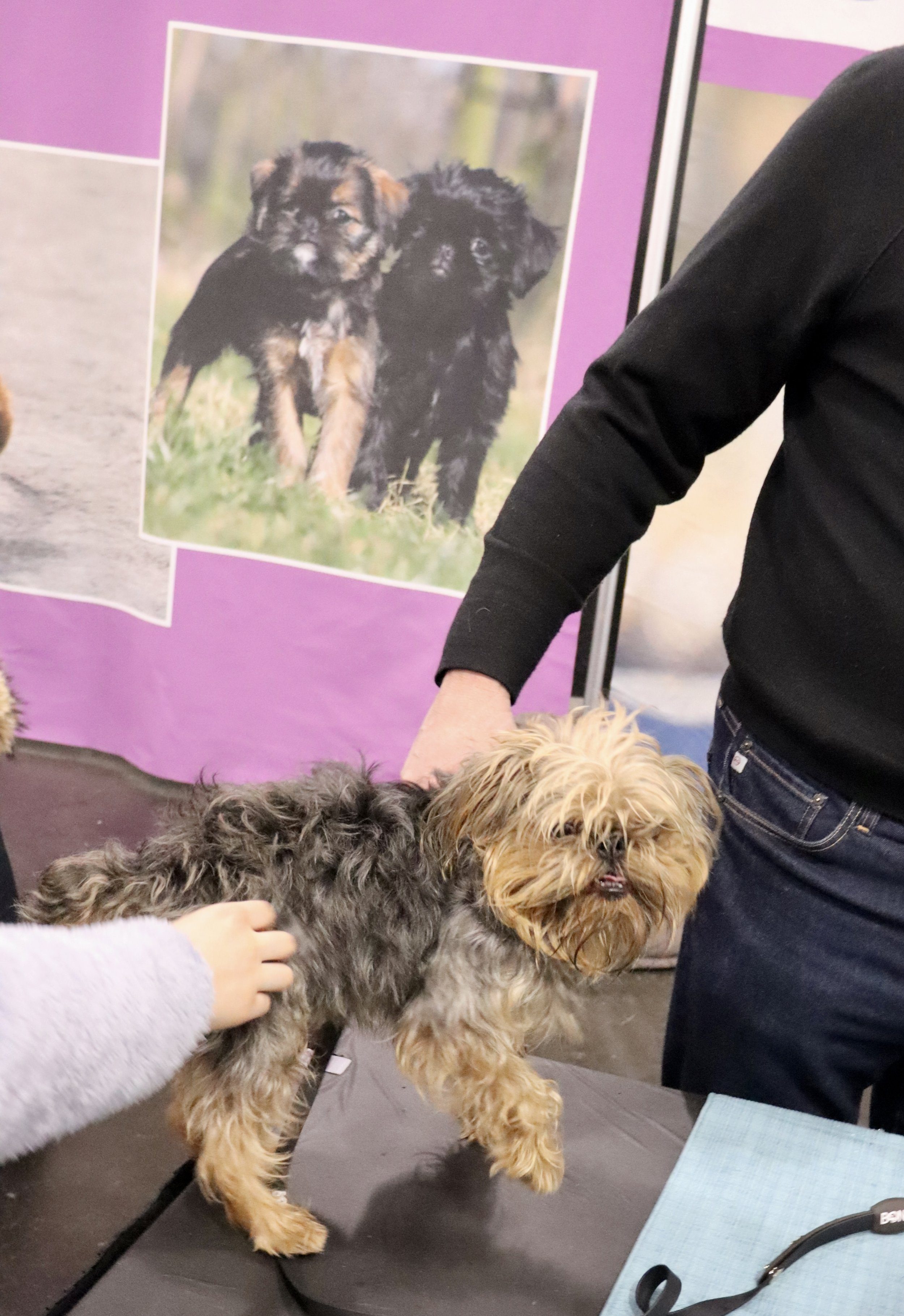 brussels-griffon-dog-breed